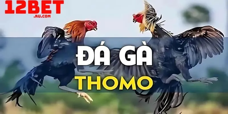 Đá gà Thomo